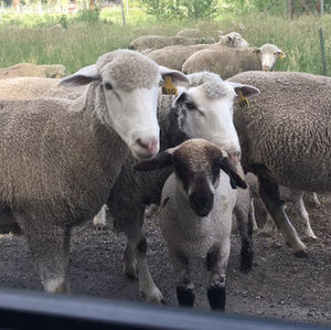 Meet your Posher, Kayden